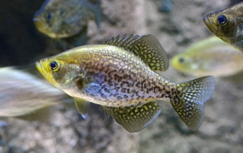 爱游戏(ayx)中国体育国际-布洛芬缓释胶囊的功效与作用