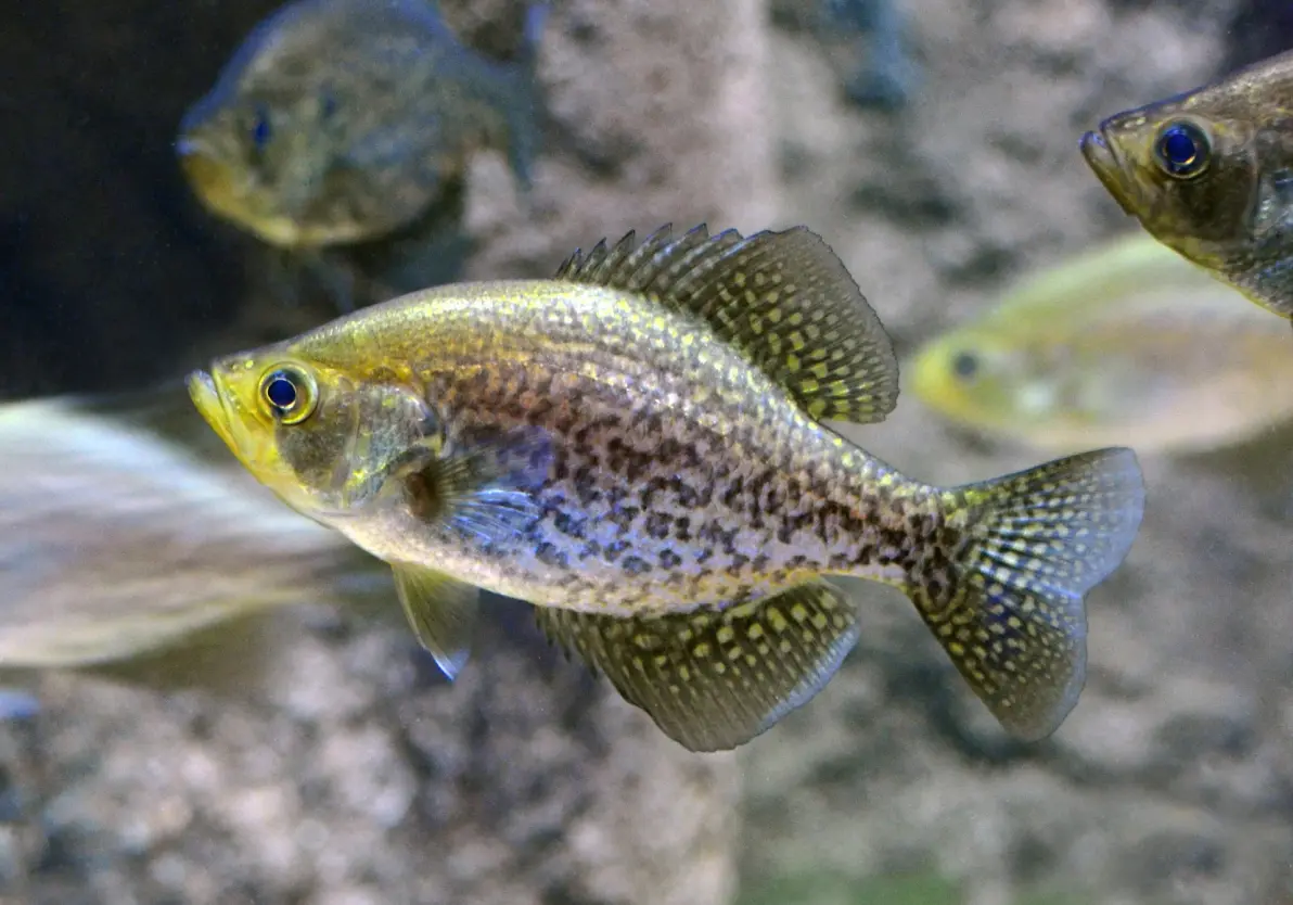 布洛芬缓释胶囊的功效与作用